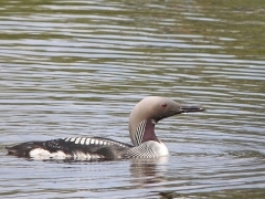 Storlom (Gavia arctica, Black-throated Loon) Helgasjön, Växjö, Sm.