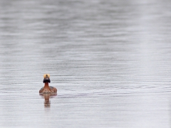 Svarthakedopping (Podiceps auritus, Slavonian Grebe) S. Bergundasjön, Växjö, Sm.