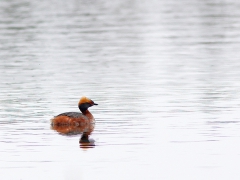 Svarthakedopping (Podiceps auritus, Slavonian Grebe) S. Bergundasjön, Växjö, Sm.