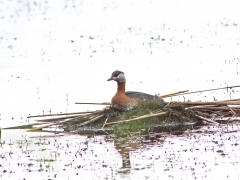 Gråhakedopping (Podiceps grisegena, Red-necked Grebe) Karpalundsdammarna, Sk.