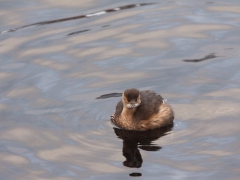 Smådopping (Tachybaptus ruficollis, Little Grebe) Gamla Äspetbron, Åhus, Sk.