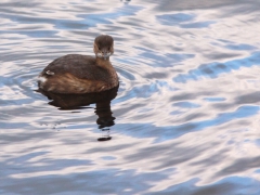 Smådopping (Tachybaptus ruficollis, Little Grebe) Gamla Äspetbron, Åhus, Sk.