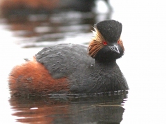 Svarthalsad dopping ((Podiceps nigricollis, Black-necked Grebe) Växjösjön, Småland.