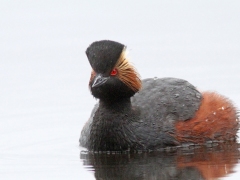 Svarthalsad dopping ((Podiceps nigricollis, Black-necked Grebe) Växjösjön, Småland.