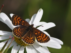 Skogsnätfjäril (Melitaea athalia, Woodland Brown) Grinduga, Gävle, Gstr.