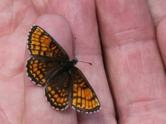 Veronikanätfjäril (Melitaea britomartis, Assmann's Fritillary) Dold lokal.