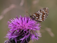 Skogsnätfjäril (Melitaea athalia, Woodland Brown) Horna, Åhus, Sk.