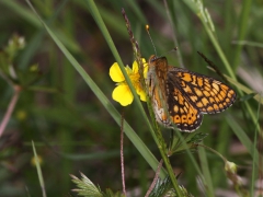 Väddnätfjäril (Euphydrias aurinia, Marsh Fritillary) Munkhyttasns NR, Linde, Vstm,