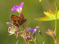 Veronikanätfjäril (Melitaea britomartis, Assmann's Fritillary) Dold lokal.