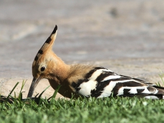 Härfågel (Upupa epops, Eurasian Hoopoe) Maspalomas, Gran CanariaSpain.