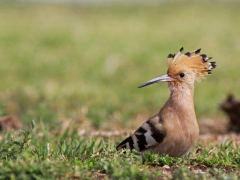 Härfågel (Upupa epops, Eurasian Hoopoe) Maspalomas, Gran Canaria, Spain.