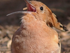 Härfågel (Upupa epops, Eurasian Hoopoe) Maspalomas, Gran Canaria,Spain.