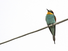 Biätare (Merops apiaster, European Bee-eater) Lesvos, Greece.