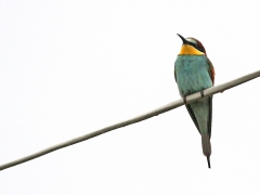 Biätare (Merops apiaster, European Bee-eater) Lesvos, Greece.