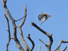 Biätare (Merops apiaster, European Bee-eater) Lesvos, Greece.