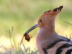 Härfågel (Upupa epops, Eurasian Hoopoe) Maspalomas, Gran Canaria, Spain.