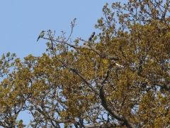 Biätare (Merops apiaster, European Bee-eater) Lundsjön, Ottenbylund, Öland. 202005.