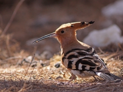 Härfågel (Upupa epops, Eurasian Hoopoe) Maspalomas, Gran Canaria,Spain.