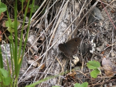 Vitgräsfjäril (Lasiommata,maera, Large Wall Brown) Fjärilsvägen i Grinduga, Gävle, Gästrikland.