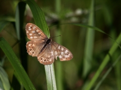 Kvickgräsfjäril (Pararge aegeria, Speckled Wood) Fjärilsvägen Grinduga, Gävle, Gästrikland.