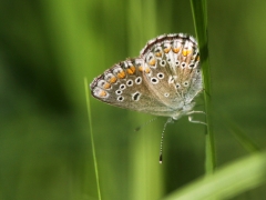 Puktörneblåvinge (Polyommatus icarus, Common Blue) Fjärilsvägen Grinduga, Gävle, Gästrikland.