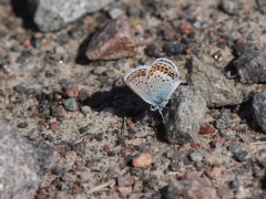 Ljungblåvinge (Plebejus argus, Silver-studded Blue, Fjärilsvägen Grinduga, Gävle, Gästrikland.