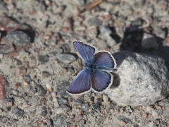 Violett blåvinge (Plebejus optilete, Cranberry Blue) Fjärilsvägen Grinduga, Gävle, Gästrikland.