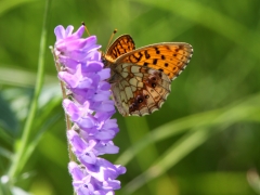 Älggräspärlemorfjäril (Brenthis ino Lesser, Marbled Fritillary) Fjärilsvägen, Grinduga, Gävle, Gästrikland.