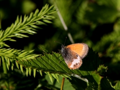 Pärlgräsfjäril (Coenonympha arcania, Pearly Heath) Fjärilsvägen Grinduga, Gävle, Gästrikland.