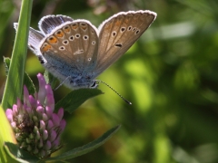 Silverblåvinge (Polyommatus amandus Amanda's Blue) Fjärilsvägen Grinduga, Gävle, Gästrikland.