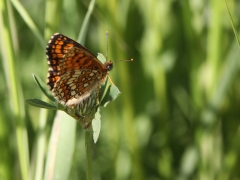 Skogsnätfjäril (Melitaea athalia, The Heath Fritillary) Fjärilsvägen Grinduga, Gävle, Gästrikland.