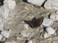 Midsommarblåvinge (Aricia artaxerxes, Northern Brown Argus) Fjärilsvägen, Grinduga, Gävle, Gästrikland.