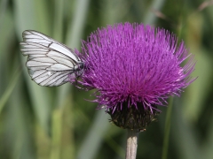 Hagtornsfjäril (Aporia crataegi, Black Veined White) Fjärilsvägen, Grinduga, Gävle, Gästrikland.