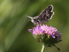 Kattunvisslare (Pyrgus alveus Large, Grizzled Skipper) Fjärilsvägen Grinduga, Gävle, Gästrikland.