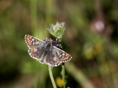 Kattunvisslare (Pyrgus alveus Large, Grizzled Skipper) Fjärilsvägen Grinduga, Gävle, Gästrikland.