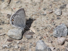 Violett blåvinge (Plebejus optilete, Cranberry Blue) Fjärilsvägen Grinduga, Gävle, Gästrikland.