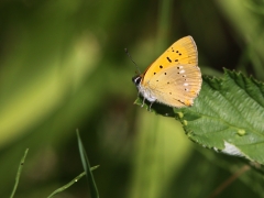 Vitfläckig guldvinge (Lycaena virgaureae, Scarce Copper) Fjärilsvägen, Grinduga, Gävle, Gästrikland.