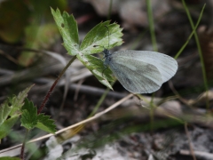 Skogsvitvinge (Leptidea sinapis, Wood White) Fjärilsvägen, Grinduga, Gävle, Gästrikland.