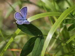 Ängsblåvinge (Cyaniris semiargus, Mazarine Blue) Fjärilsvägen, Grinduga, Gävle, Gästrikland.