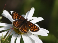 Skogsnätfjäril (Melitaea athalia, The Heath Fritillary) Fjärilsvägen, Grinduga, Gävle, Gästrikland.