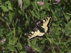 Makaonfjäril( Papilio machaon, Swallowtail) Fjärilsvägen, Grinduga, Gävle, Gästrikland.