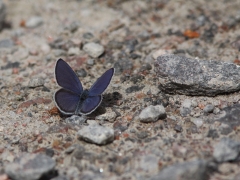 Violett blåvinge (Plebejus optilete, Cranberry Blue) Fjärilsvägen, Grinduga, Gästrikland.