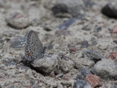 Violett blåvinge (Plebejus optilete, Cranberry Blue) Fjärilsvägen, Grinduga, Gästrikland.