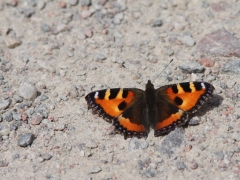 Nässelfjäril (Aglais urticae, Small Tortoiseshell) Fjärilsvägen, Grinduga, Gästrikland.