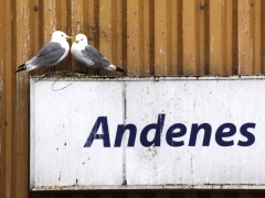 Tretåig mås (Rissa tridactula, Black-legged Kittiwake) är en karaktärsfågel i Andenes.