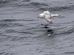 Stormfågel (Fulmarus glacialis, Northern Fulmar).