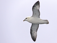 Stormfågel (Fulmarus glacialis, Northern Fulmar).