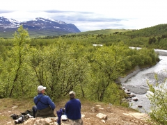 Tillbaka i Abisko där vi lyckades hitta en sjungande nordsångare. En art som ären mycket sällsynt sommargäst i Sverige och som övervintrar i s.ö. Asien.