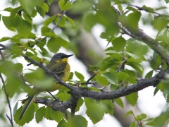 Gulärla (Motacilla flava(thunbergi), Yellow Wagtail. Abisko.