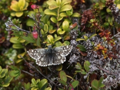 Myrvisslare (Pyrgus centaureae, Northern Grizzled Skipper) Abisko Östra.